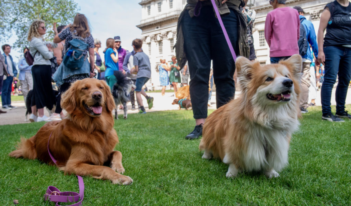 Dogs at the Old Royal Naval College